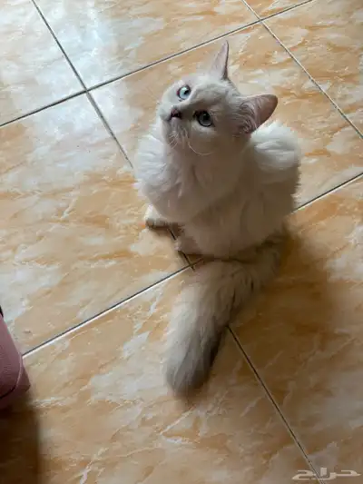 قطة أنثى للتبني 2
