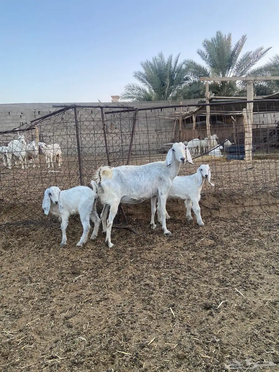 معزاء دفيع ولد 5