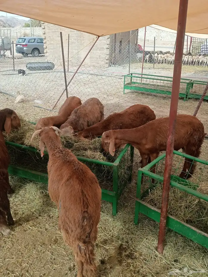 سواكن وبرابر محصنه جمله وتفريد 2