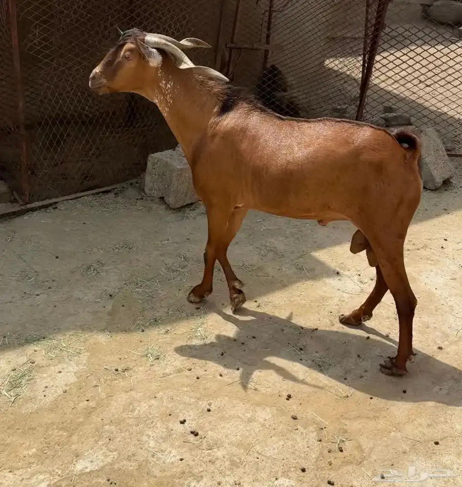 تيس فحل 3