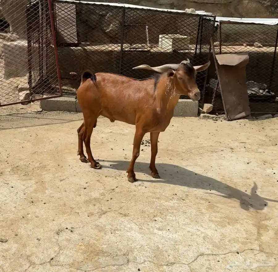 تيس فحل 5