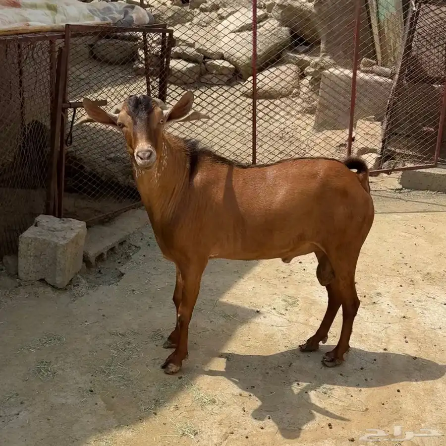 تيس فحل 2