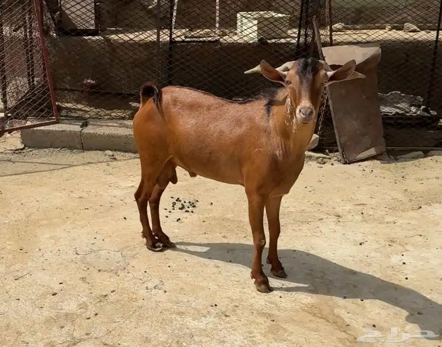 تيس فحل 4