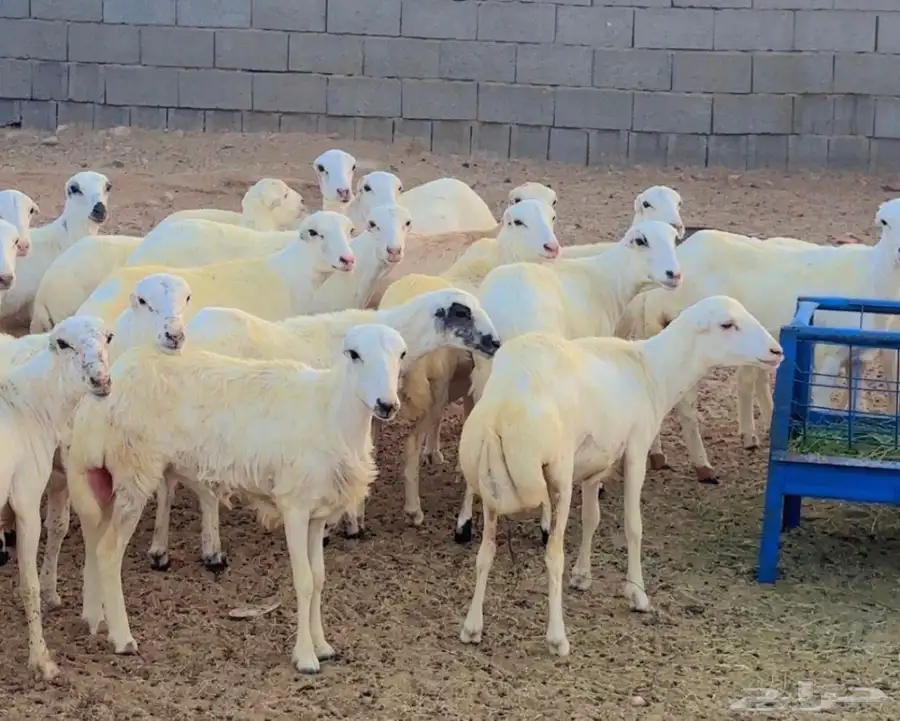 ذبائح رفد مقفلة شحم ولحم 2