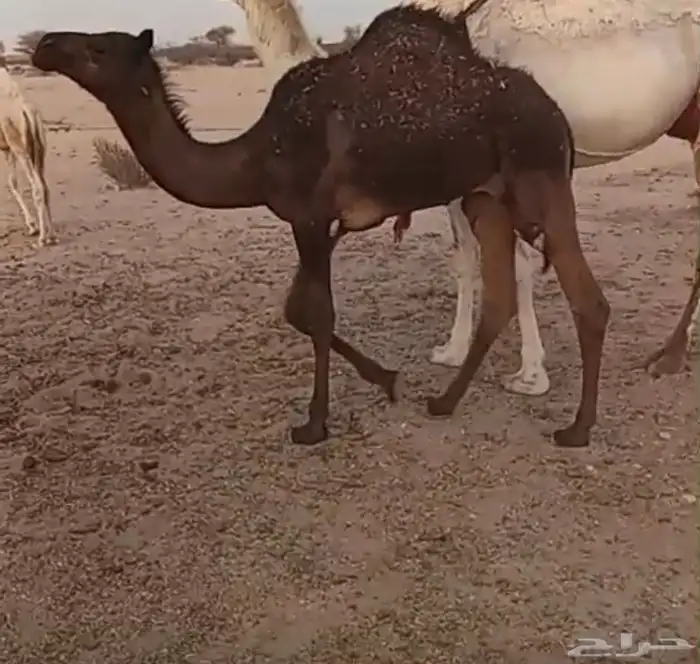 قعود مفرود 0