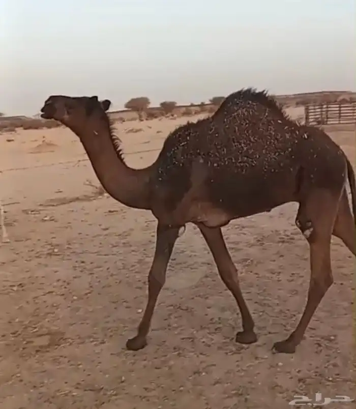 قعود مفرود 1