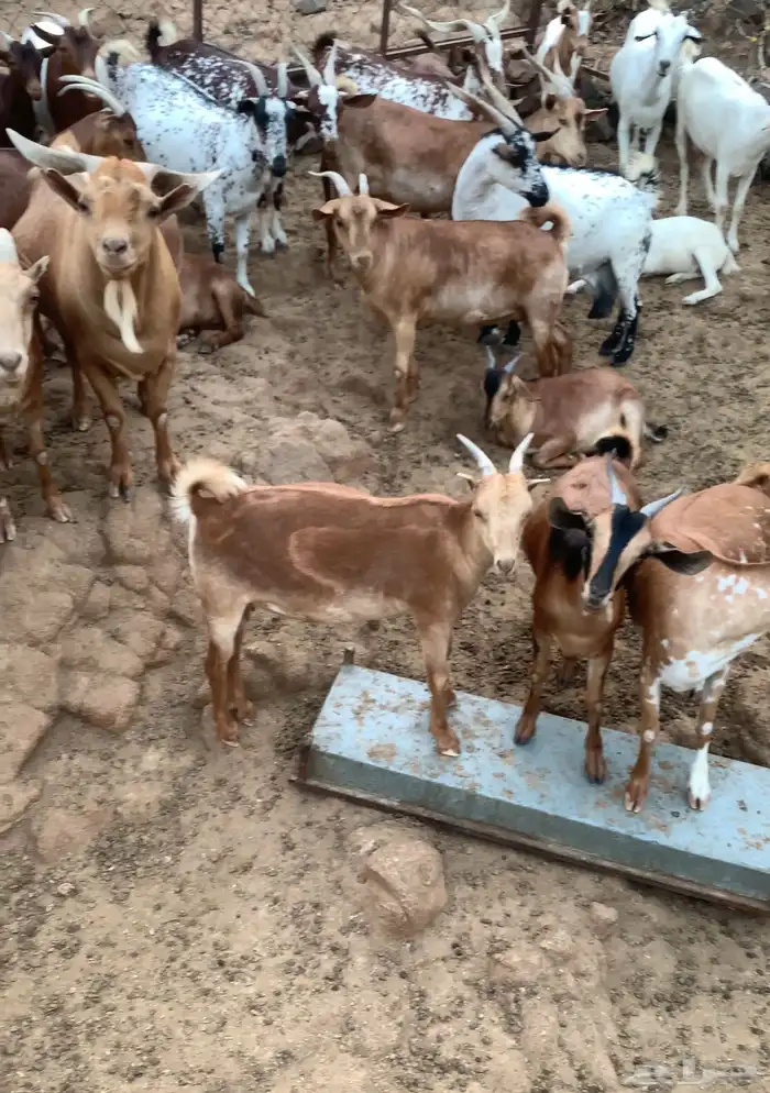 ماعز كفووبلدي وحلالي الماعز40فيها6عنقان و4تيوس و2صغار 4