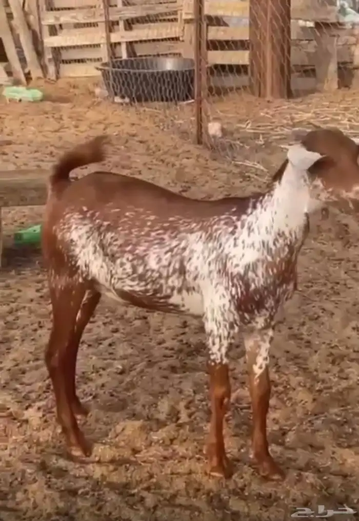 جفره وشحا فاخرره 1