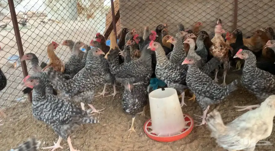 فراريج 1