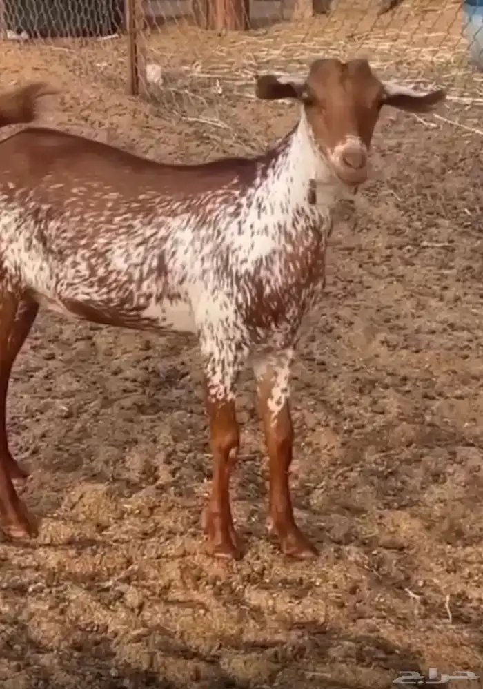 جفره وشحا فاخرره 2