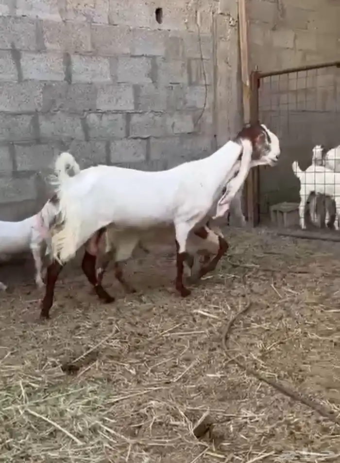 عنز للبيع 2