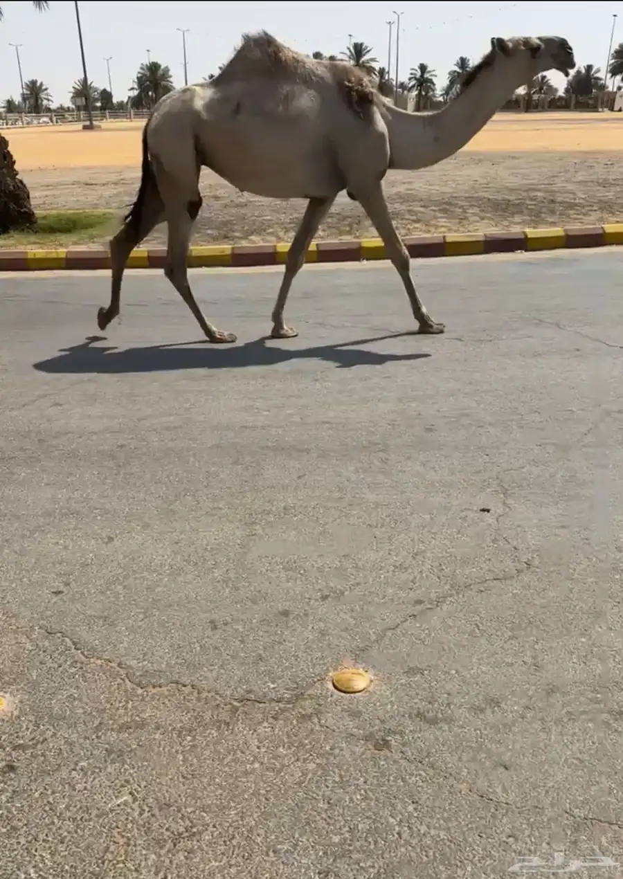 شقحا خفوت 0