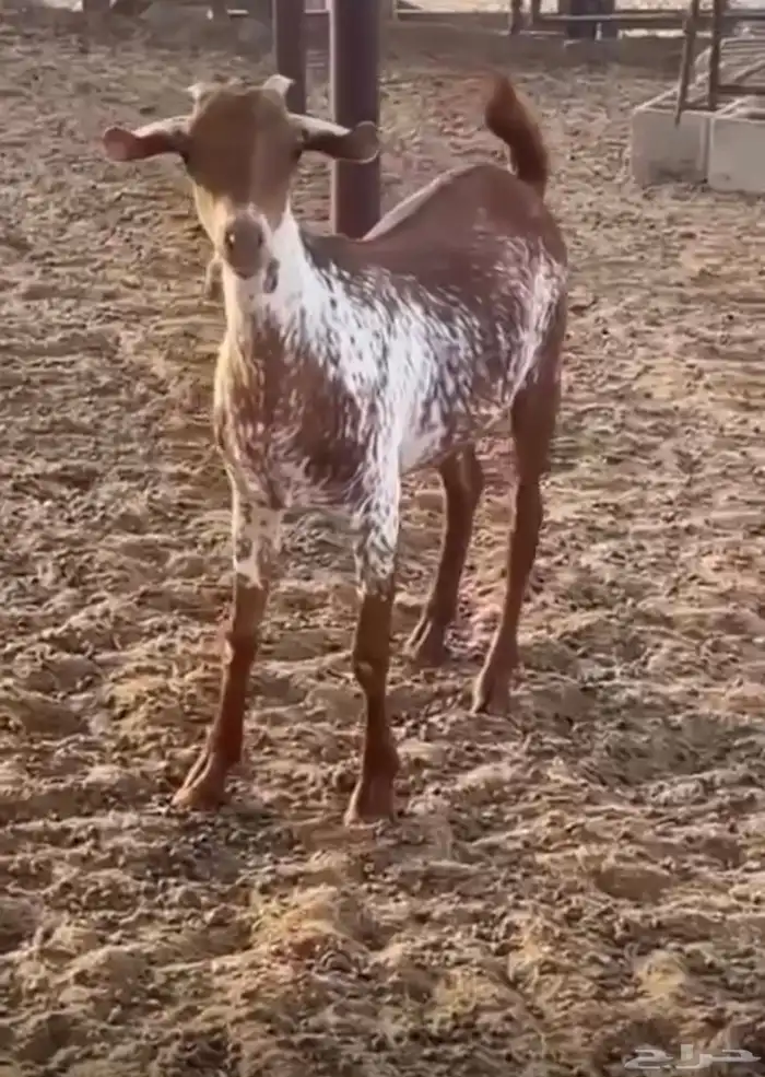 جفره وشحا فاخرره 0