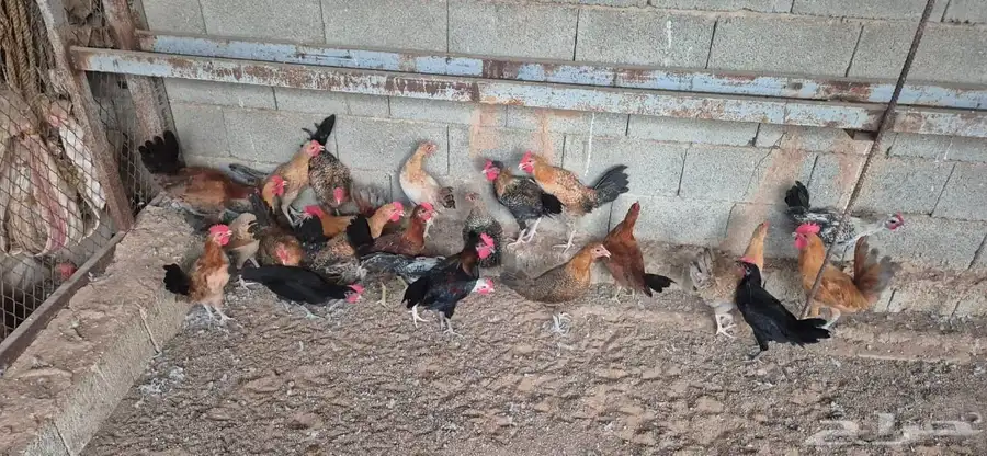 دجاج وديكه بلدي 1
