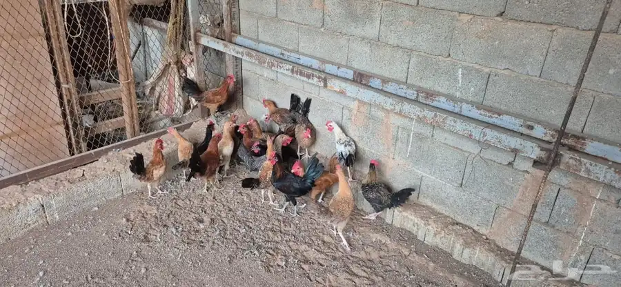 دجاج وديكه بلدي 2
