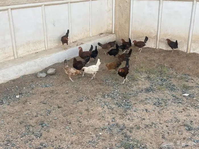 دجاج بلدي اعماره شهرين ونص الى ثلاث شهور 3