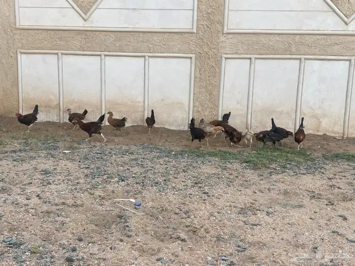 دجاج بلدي اعماره شهرين ونص الى ثلاث شهور 4