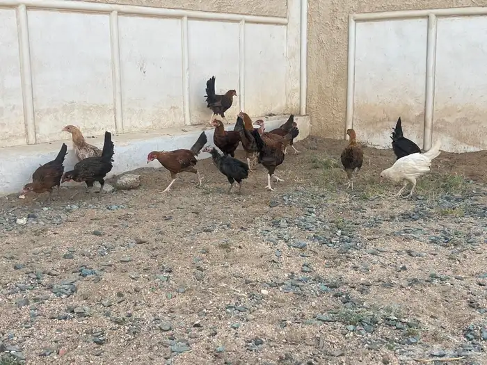 دجاج بلدي اعماره شهرين ونص الى ثلاث شهور 2