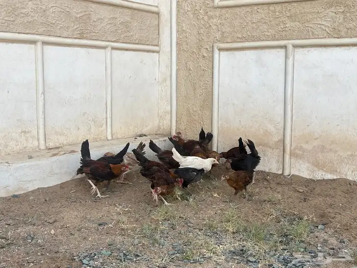 دجاج بلدي اعماره شهرين ونص الى ثلاث شهور 0