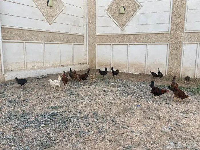 دجاج بلدي اعماره شهرين ونص الى ثلاث شهور 5