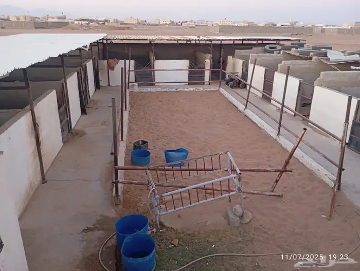 اسطبل خيل للتقبيل في النقادي ينبع 5