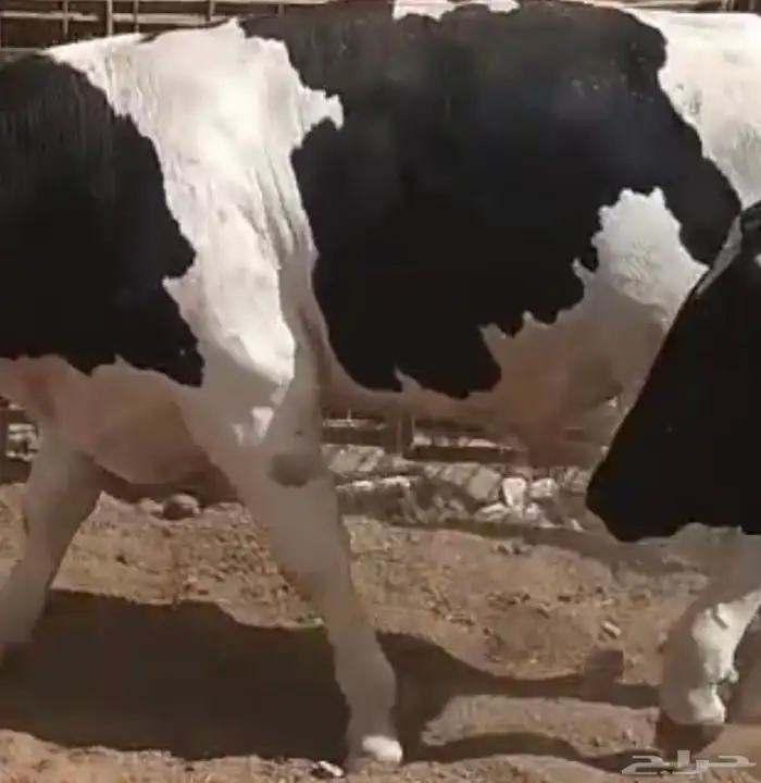 عجول هولنديه 1
