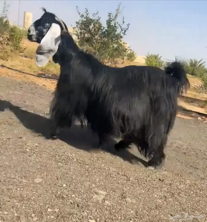 تم البيع 2