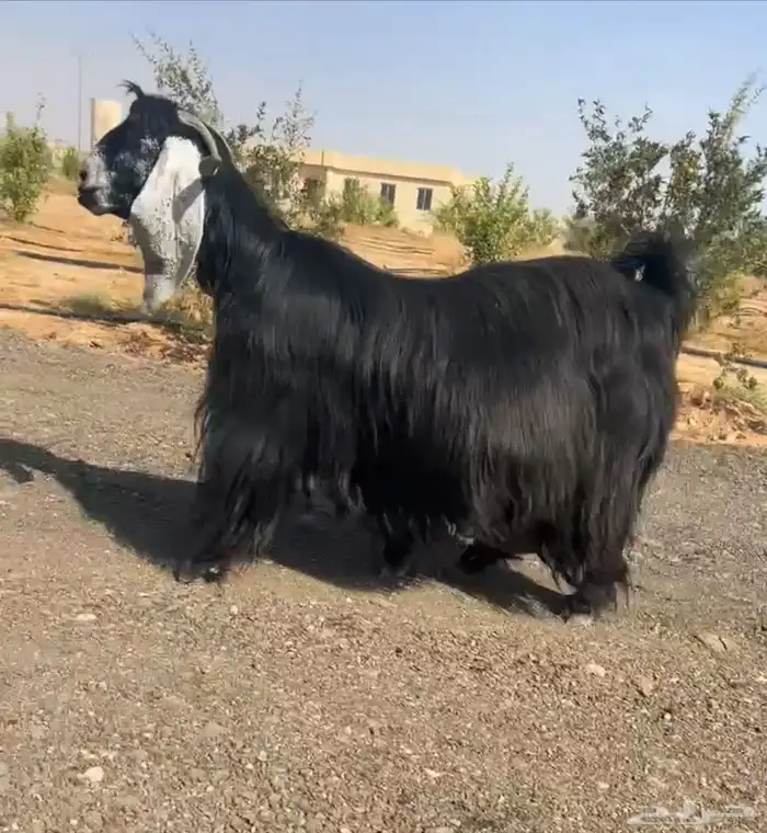 تم البيع 0