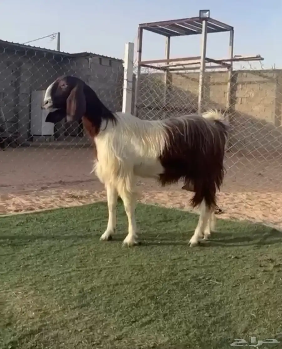 عنز مشرووكه ( جماء ) 1