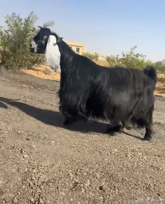 تم البيع 3