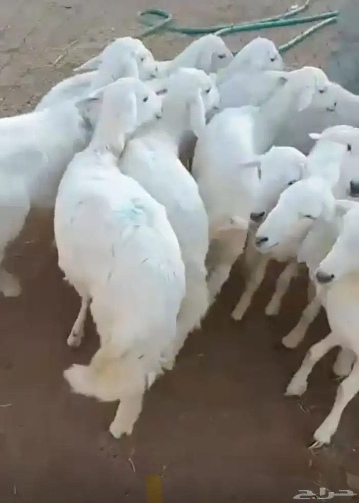 طليان ورخال كبار وصغار للبيع لتواصل واتس ب فقط 0