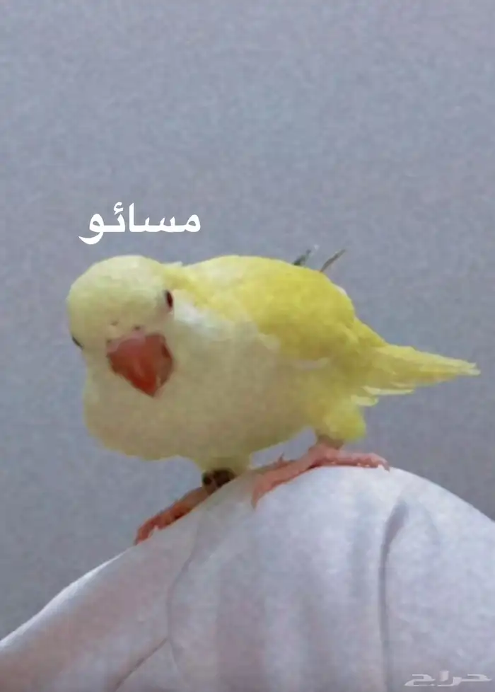 عصفور كويكر ضايع 0