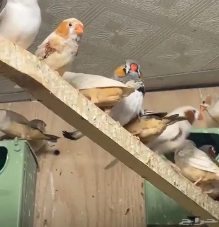 أزواج زيبرا هولندي وإنجليزي تب التب 1