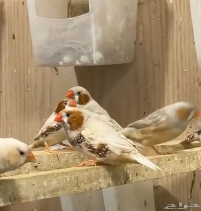 أزواج زيبرا هولندي وإنجليزي تب التب 7