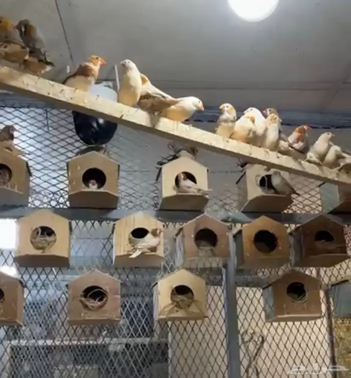 أزواج زيبرا هولندي وإنجليزي تب التب 4