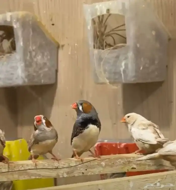 أزواج زيبرا هولندي وإنجليزي تب التب 0