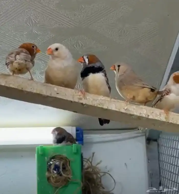 أزواج زيبرا هولندي وإنجليزي تب التب 8