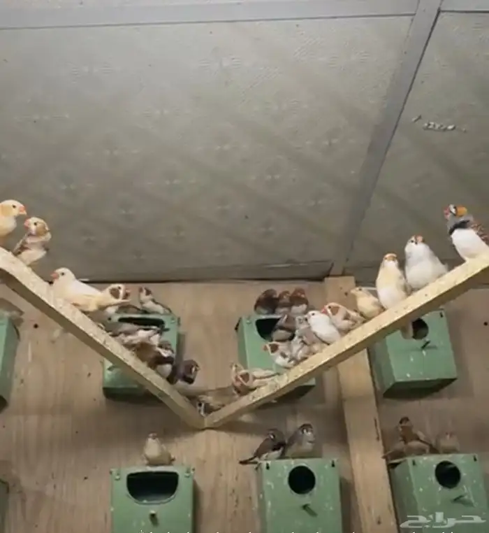 أزواج زيبرا هولندي وإنجليزي تب التب 2