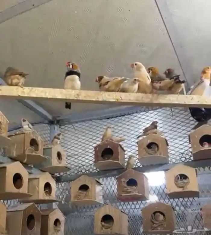 أزواج زيبرا هولندي وإنجليزي تب التب 5