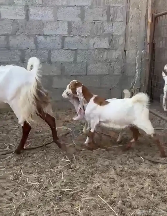 عنز للبيع 0