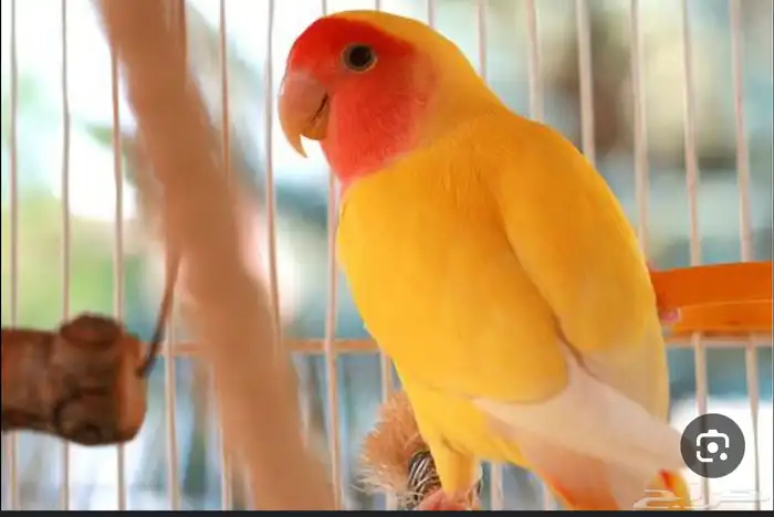 طيور فيشر للبيع زوج 0