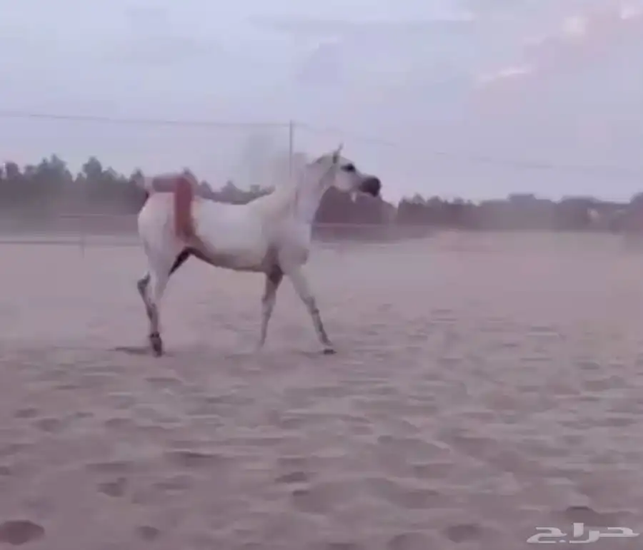 خيل 3