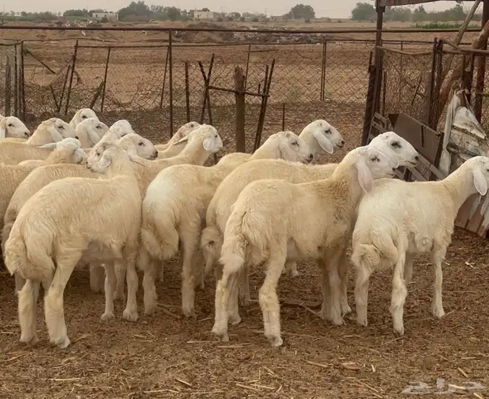 طليان حرية 3