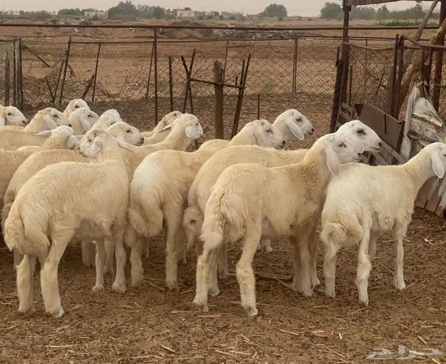 طليان حرية 3
