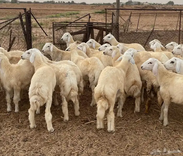 طليان حرية 4