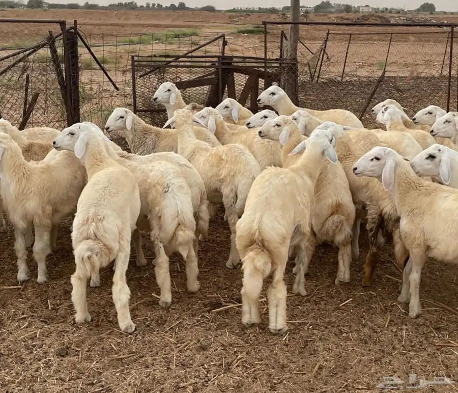 طليان حرية 4