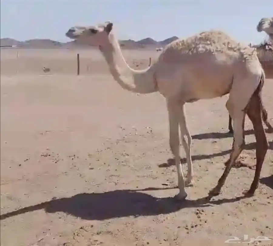 حاشي حر 0