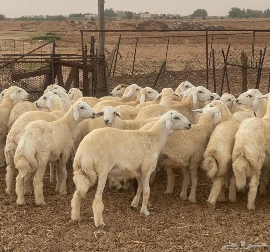 طليان حرية 2
