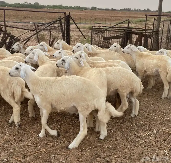 طليان حرية 1