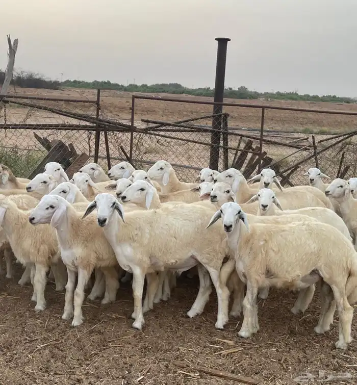 طليان حرية 0